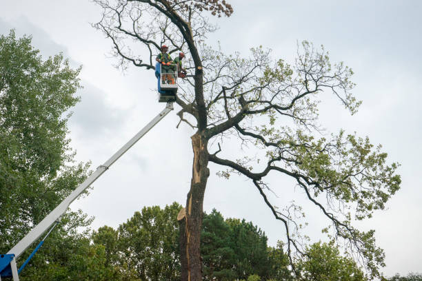 Best Hazardous Tree Removal  in Stevens Point, WI