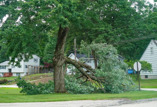 Best Tree Planting Services  in Stevens Point, WI