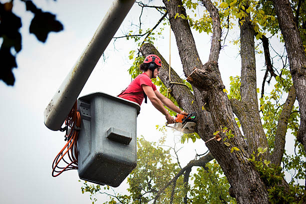 Best Storm Damage Tree Cleanup  in Stevens Point, WI